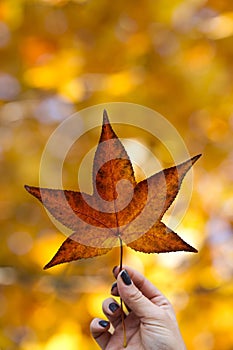 Woman`s hand is holding a maple leaf, autumn forest on the background.