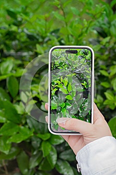 Woman's hand holding the mobile phone and taking pictures of the green leaf plants