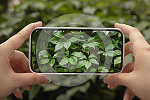 Woman's hand holding the mobile phone and taking pictures of the green leaf plants