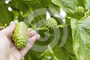 Woman`s hand holding Noni fruit or Morinda Citrifolia on of grows in shady forests background for cooking food or fruit juice and