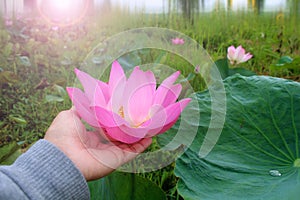 Woman`s hand holding a pink lotus flower blossom in pond with soft light on green leaves background. Person with Nelumbo nucifera photo