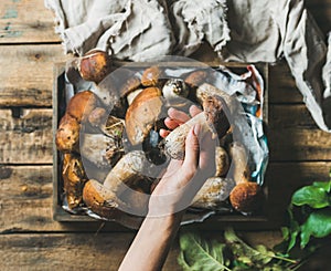 Woman`s hand holding porcini mushroom over tray with penny buns photo