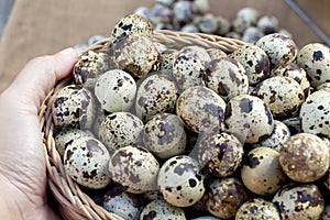 Woman`s hand holding Quail eggs a lot of in basket and heap shell quail eggs on wood background, it is good source of high-protei