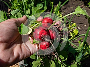 Woman`s hand holding ripe, red-pink radish plant Raphanus raphanistrum subsp. sativus roots - edible root vegetable with black