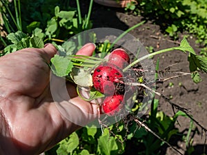 Woman`s hand holding ripe, red-pink radish plant Raphanus raphanistrum subsp. sativus roots - edible root vegetable with black