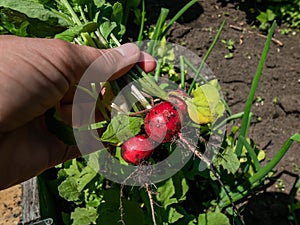 Woman`s hand holding ripe, red-pink radish plant Raphanus raphanistrum subsp. sativus roots - edible root vegetable with black