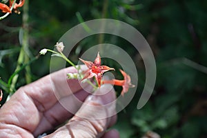 Woman`s hand holding Scarlet Gilia Flower