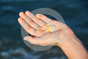 A woman s hand holding a shell by the sea on sea background