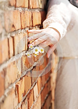 Woman& x27;s hand holding small blossoming chamomile flower bouquet on brick wall background. Focus on the female fingers