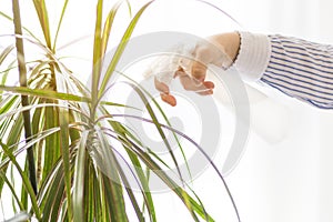 Woman`s hand holding a sprayer with water, while watering a plant