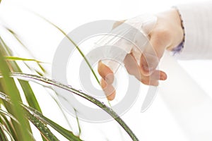 Woman`s hand holding a sprayer with water, while watering a plant