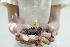 Woman`s hand holding sprout plant, seedling plant in ground. Saving earth and planting tree