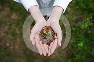 Woman`s hand holding sprout plant, seedling plant in ground. Top view. Saving earth and planting tree