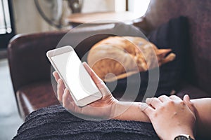 A woman`s hand holding white mobile phone with blank screen and a sleeping brown cat in background