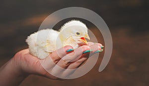 Woman`s hand holding a yellow chick