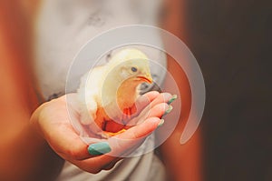 Woman`s hand holding a yellow chick