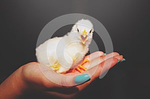 Woman`s hand holding a yellow chick