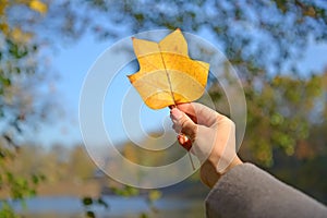 A woman`s hand holds an autumn leaf of tulip lyriodendron Liriodendron tulipifera L. against a blue sky