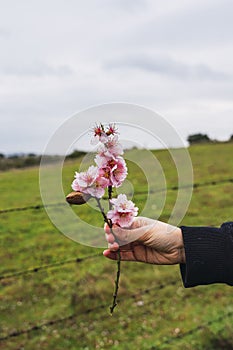 A woman's hand holds a branch of an almond tree with its blooming flowers