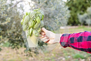 Woman`s hand holds a bunch of fresh basil