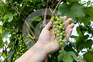 a woman& x27;s hand holds a bunch of grapes on a vine, grape crop concept