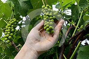 a woman& x27;s hand holds a bunch of grapes on a vine, grape crop concept