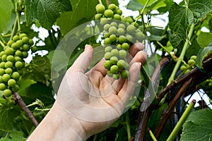 a woman& x27;s hand holds a bunch of grapes on a vine, grape crop concept