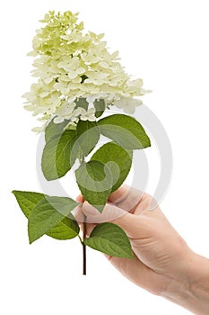 A woman`s hand holds a flower of hydrangea, isolated on white background