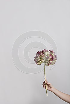 Woman`s hand holds a hortensia stick.