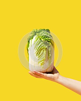 A woman`s hand holds out a Chinese cabbage called Hokusai in Japan. Symbol of healthy nutrition photo