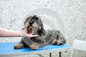 A woman's hand holds the overgrown muzzle of a wire-haired dachshund before grooming