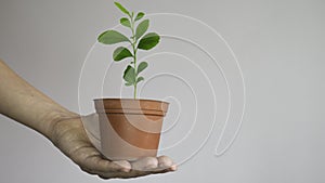 A woman`s hand holds a pot with a young lemon tree seedling. Negative space. Copy space for text