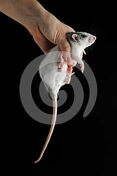 A woman& x27;s hand holds a rat. The rodent was caught. Colored mouse isolated on a black background. Place for