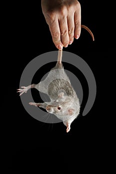 A woman's hand holds a rat by the tail. The rodent was caught. Gray mouse isolated on a black background. Place for