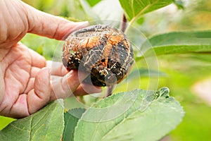 woman & x27;s hand holds a rotten apple . the apple is affected by scab spores. Fungal diseases of fruit trees in the garden