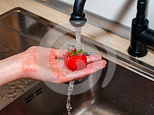 A woman`s hand holds tomatoes under running tap water, the importance of handling and thoroughly washing vegetables and fruits du