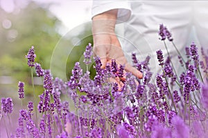 Woman's hand in lavender