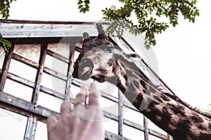 Woman`s hand leaning to a big giraffe