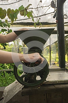 woman's hand operating a small green hand-cranked mill to grind coffee inside a greenhouse with green plants background photo