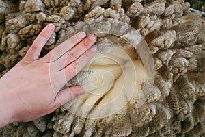 Woman's hand over merino wool