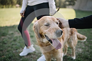 Woman`s hand petting retriever dog in nature