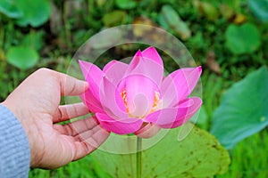 Woman`s hand picking a pink lotus flower blossom in pond on green leaves background. Person with Nelumbo nucifera in hands.