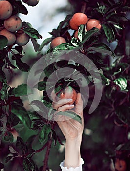 Woman`s hand picking ripe apples from an apple tree