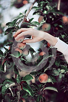 Woman`s hand picking ripe apples from an apple tree