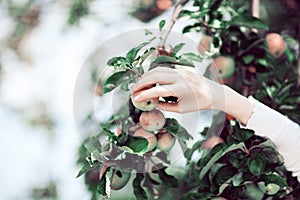 Woman`s hand picking ripe apples from an apple tree