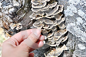 Woman`s hand picking Trametes versicolor mushroom