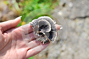 Woman`s hand picking Trametes versicolor mushroom