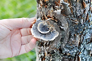 Woman`s hand picking Trametes versicolor mushroom