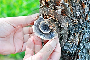 Woman`s hand picking Trametes versicolor mushroom