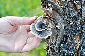 Woman`s hand picking Trametes versicolor mushroom